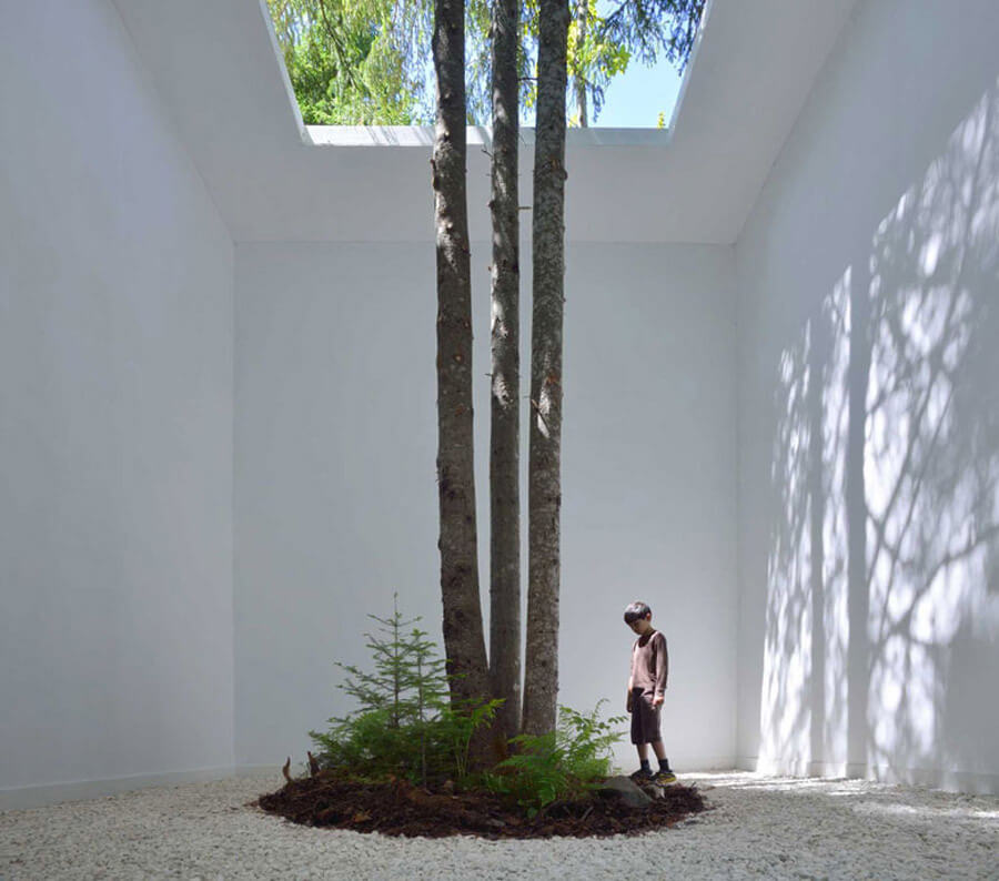 室内的树，设计元素，绿植，特辑
