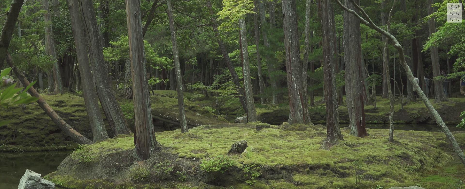 Wabi-Sabi-侘寂庭院,侘寂庭院,西芳寺,侘寂设计,禅院,枯山水,苔寺,MOSS TEMPLE SAIHOU,JI KOKE,侘寂视频下载,日式侘寂庭院