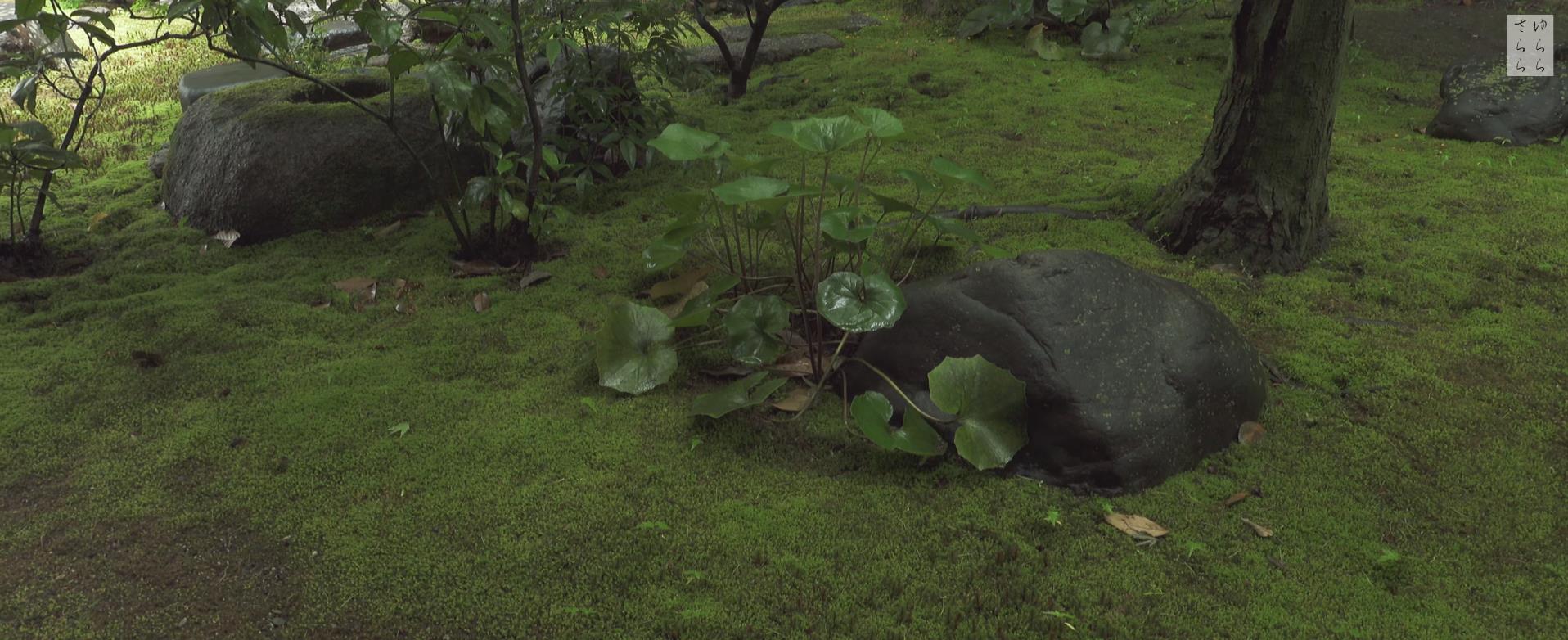 Wabi-Sabi-侘寂庭院,侘寂庭院,本法寺,侘寂设计,禅院,枯山水,苔寺,APANESE GARDEN,HONPO-JI,侘寂视频下载,日式侘寂庭院