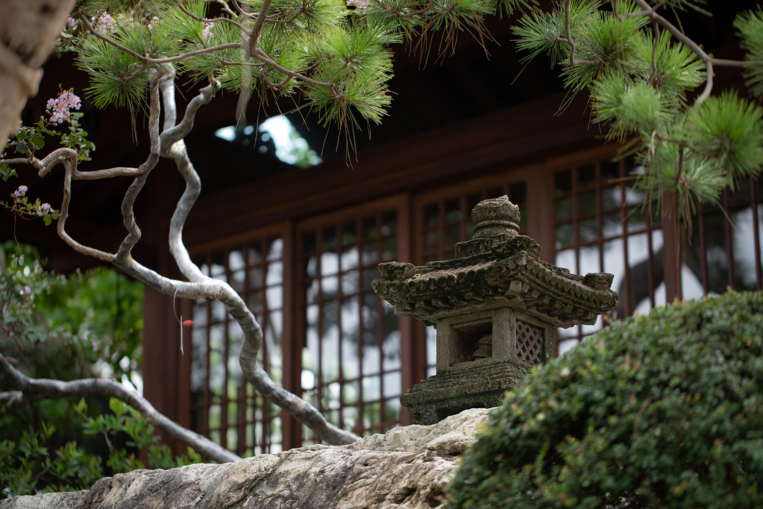 景观庭院设计,景观设计,植物景观销售基地,植物景观庭院设计,花园庭院设计,老建筑改造,佛山宋屿庭园,佛山,陆启水建筑师事务所